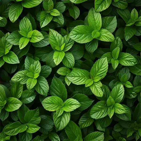 Menthe pour e-liquide vape cigarette électronique